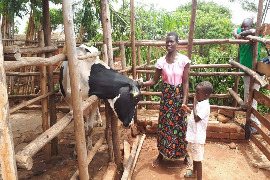 Het verhaal van Gladys Mitazi Heifer