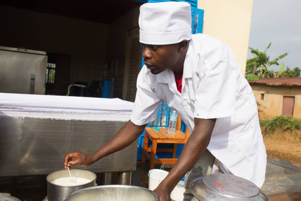 Dairy Development Heifer Rwanda