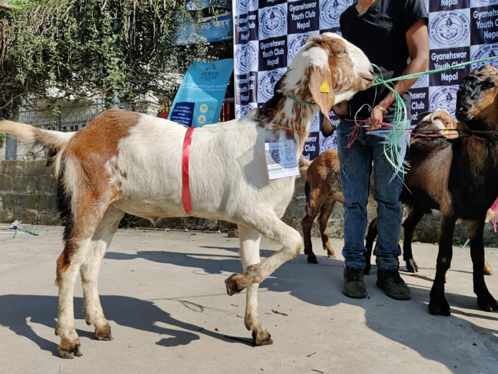 Blockchain Nepal