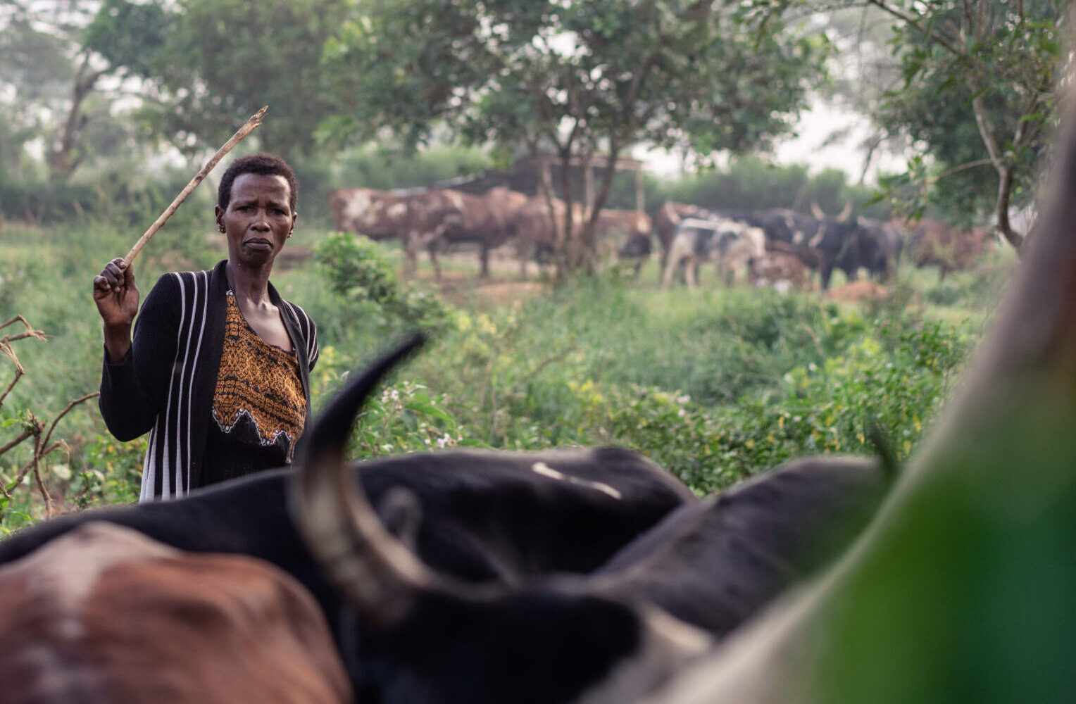 Projects - Heifer