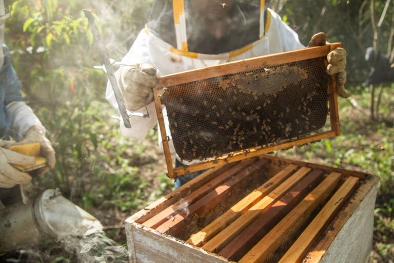 Guatemala bijen