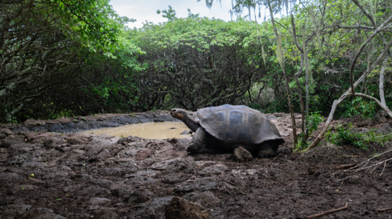 Galapagos