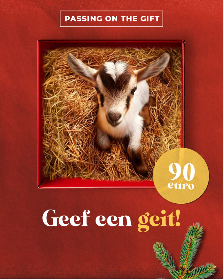 HEI 24742 Socialposts Geit 2