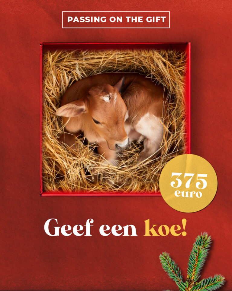 HEI 24742 Socialposts Koe 2