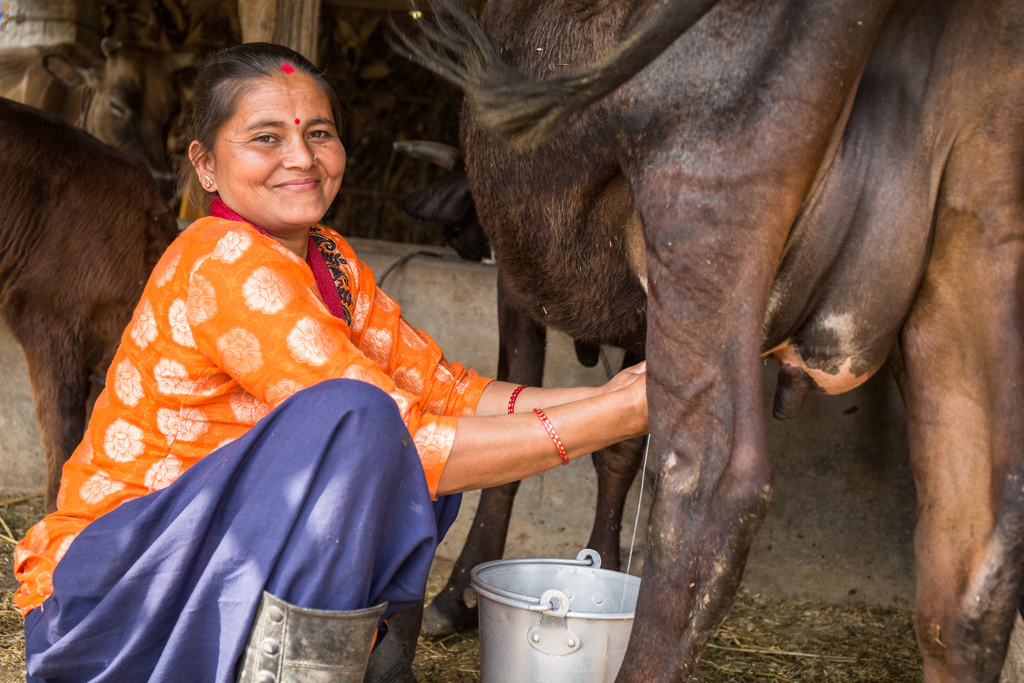 Tila Yogi, 38, milks one of her family's cows.